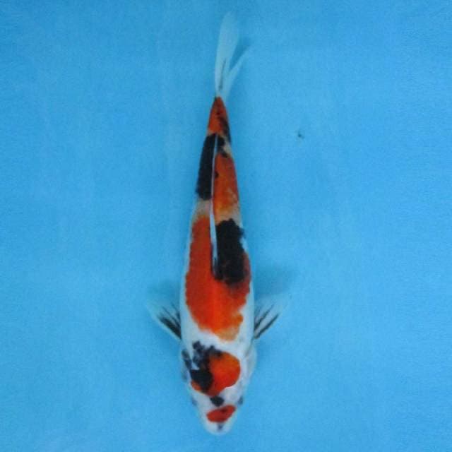 Near Koi - Showa 26cm