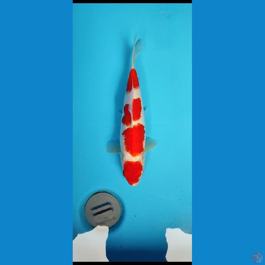 DP _MARUTEN KOHAKU 30BU
