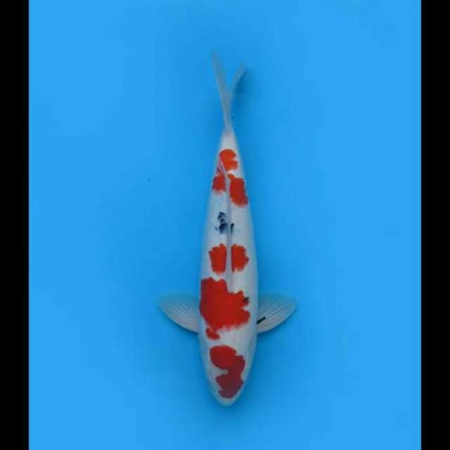 36cm Male - Sanke Tsubo Sumi Hq