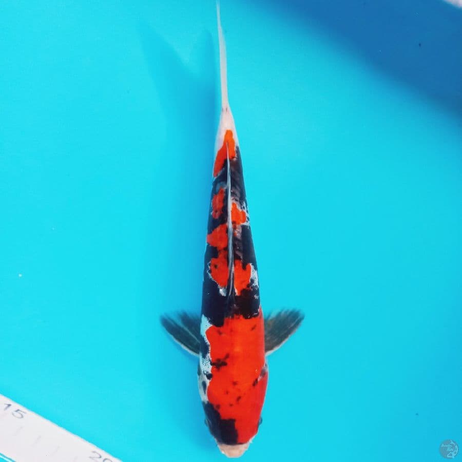 *SHOWA DOITSU//21 CM*