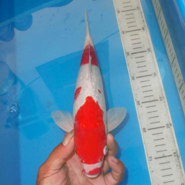 F1 KINGINRIN KOHAKU BLINK BLINK