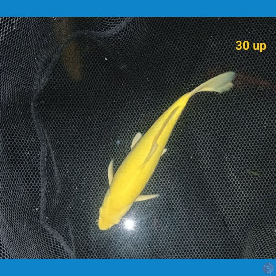 Karashi lemon male MM 30 up