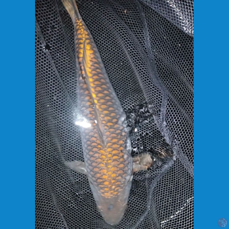 Chagoi tembaga ring bagus 60 BU