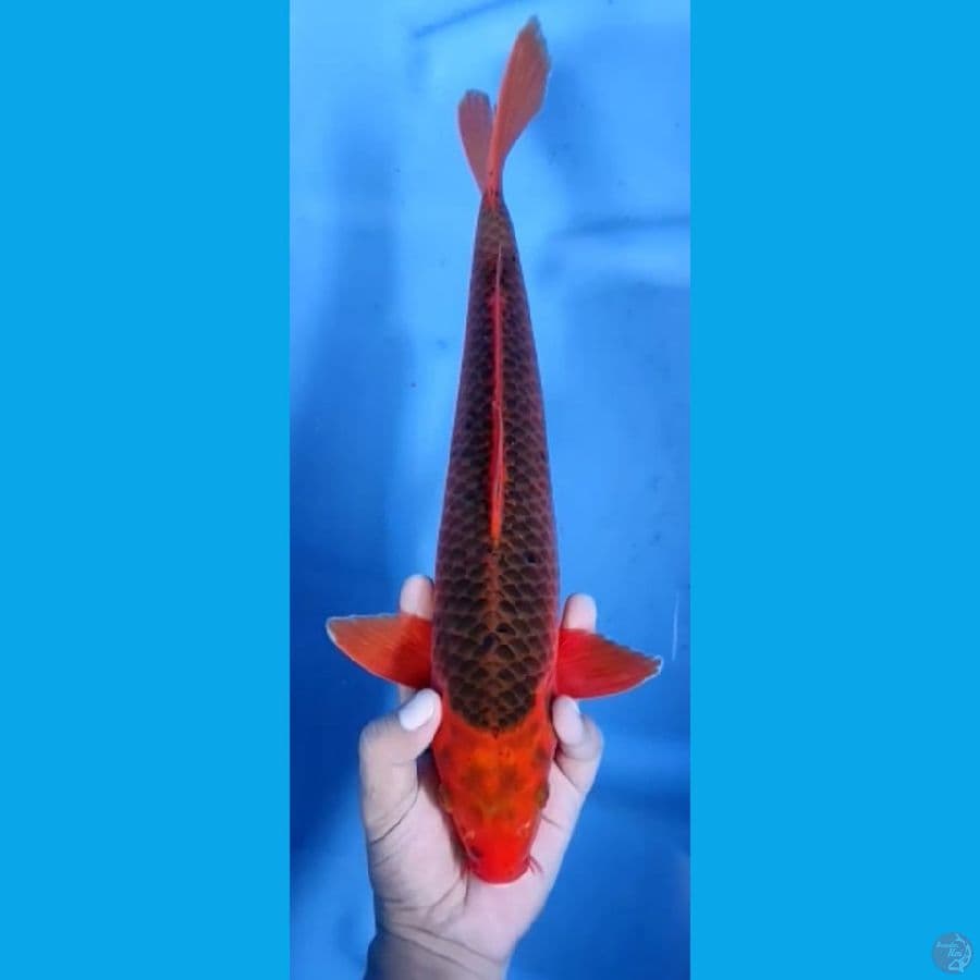 AKA MATSUBA jantan #39cm