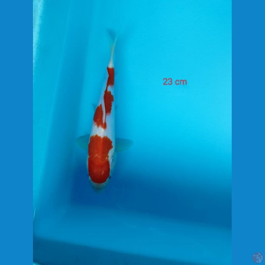 kohaku 23 cm