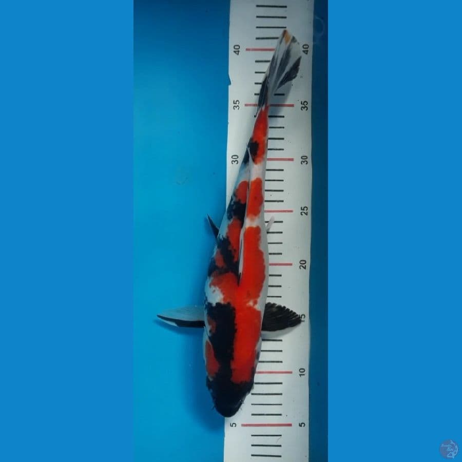 35cm