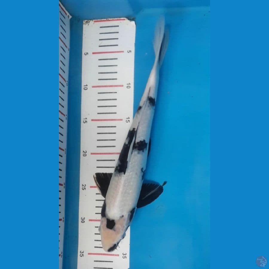 34cm
