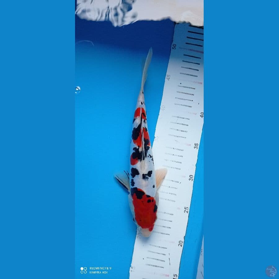 sanke doitsu 26cm