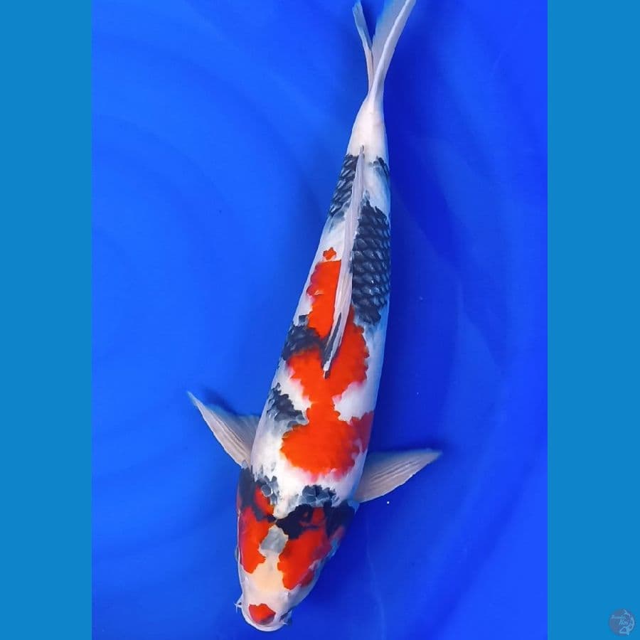 SQ male 43 cm