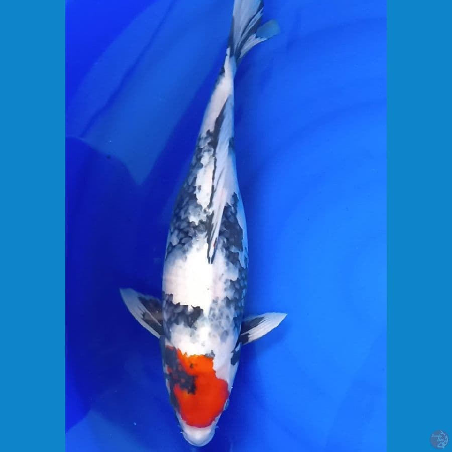 Tancho showa ori 42 cm