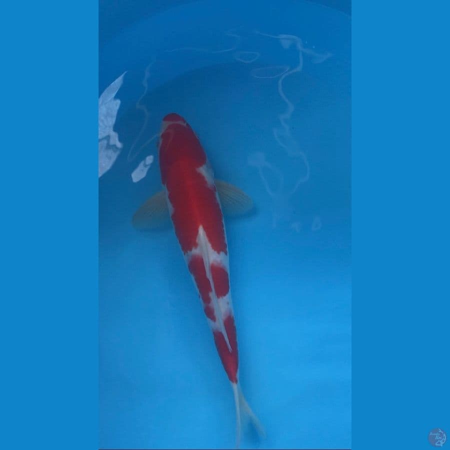 super strong kohaku 33 cm