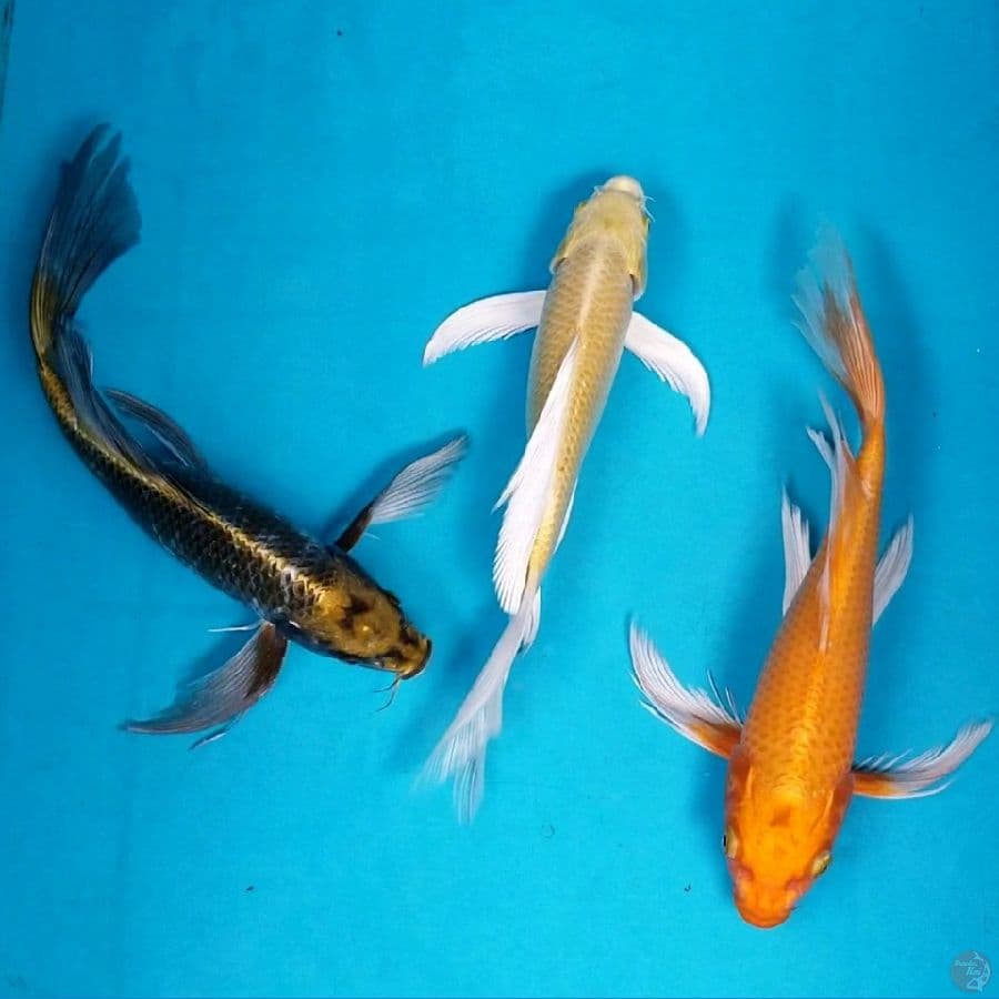 KUMPAY 29 - 32 CM