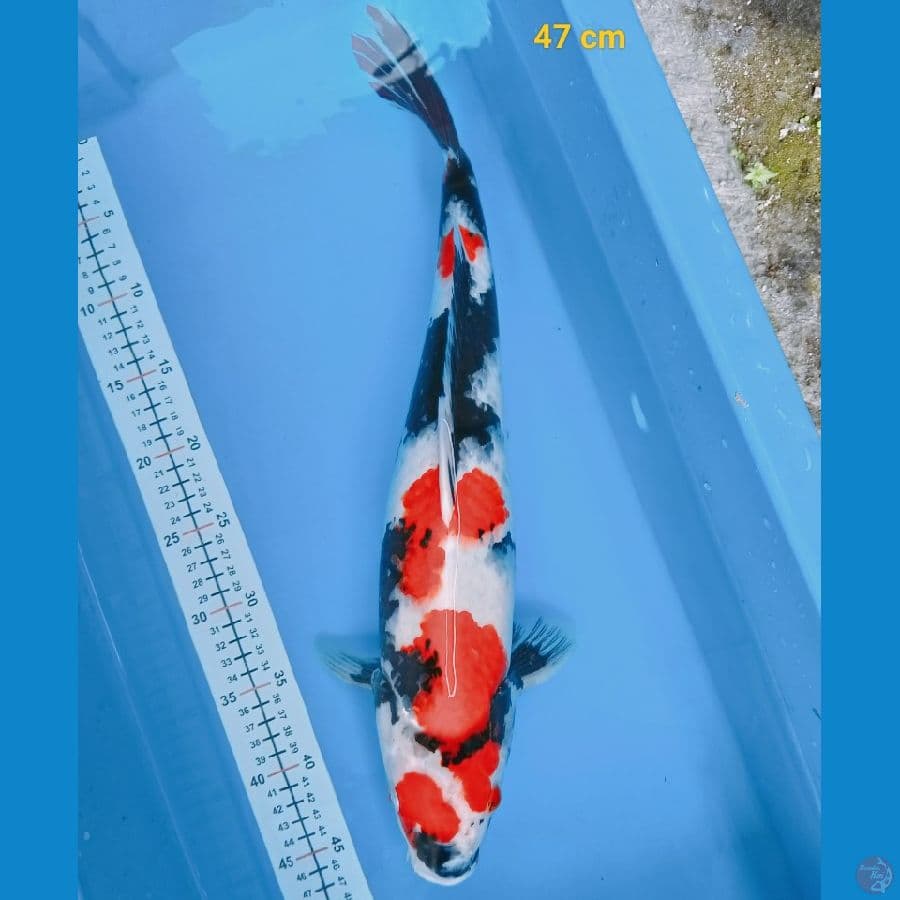 showa 49 cm