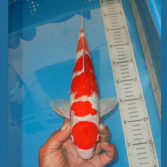 MARUTEN KINGINRIN KOHAKU