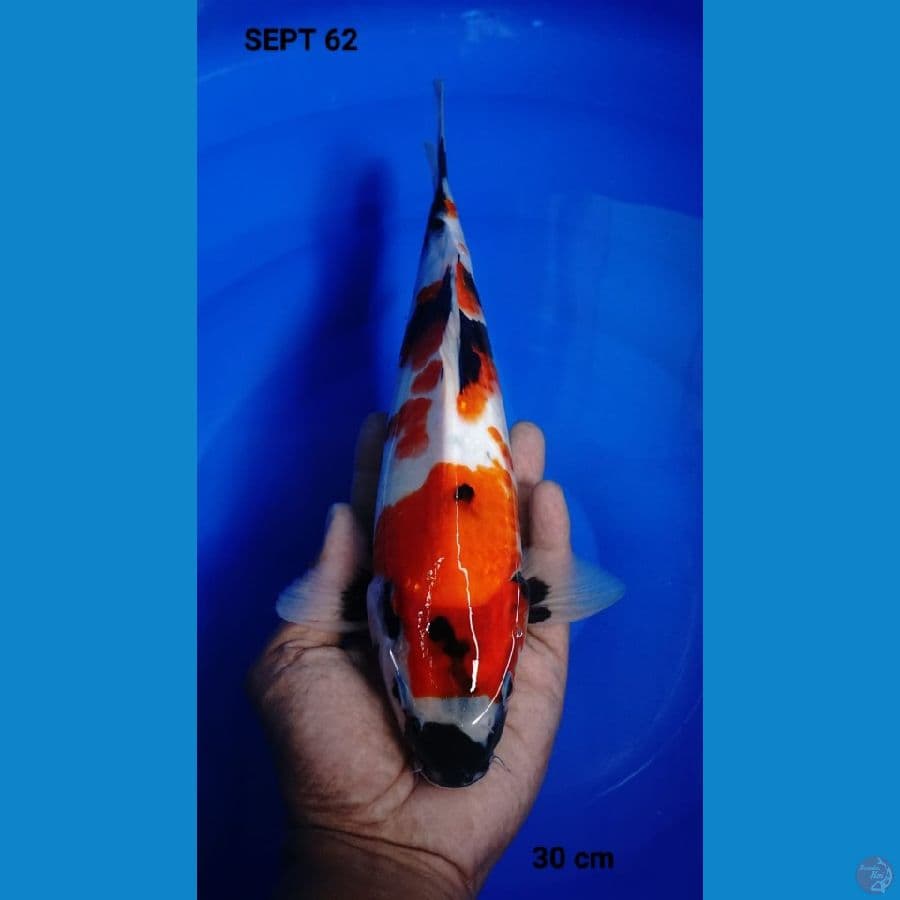 showa 30cm