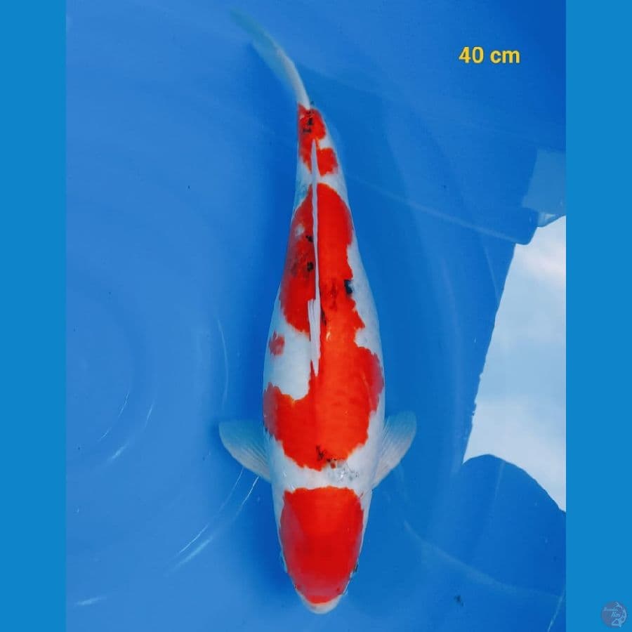 Sanke 40 cm