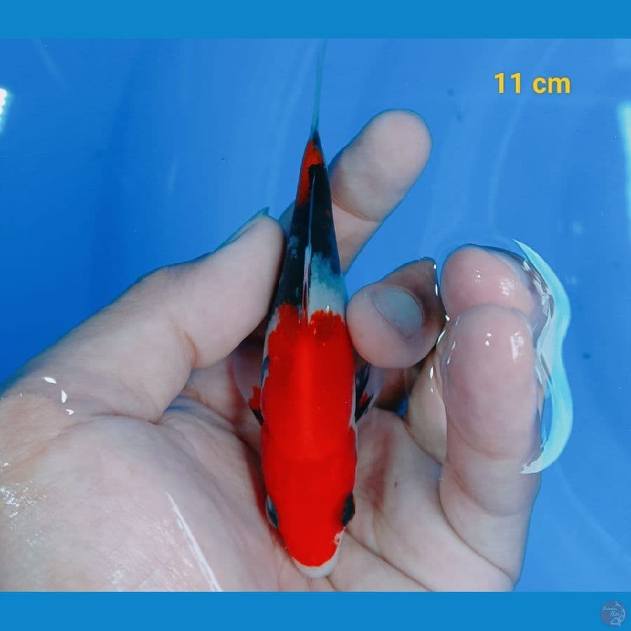 Mjnion 11 cm
