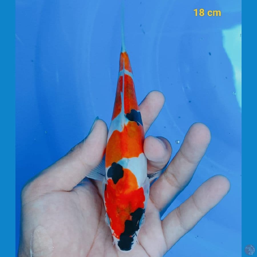 showa doit 18 cm