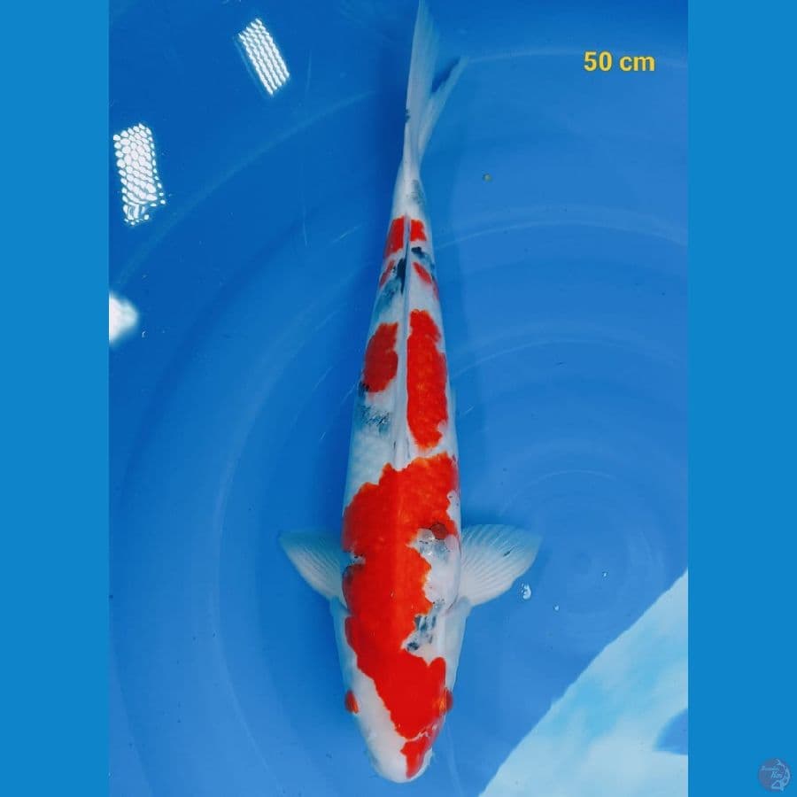 SQ sanke male 50 cm