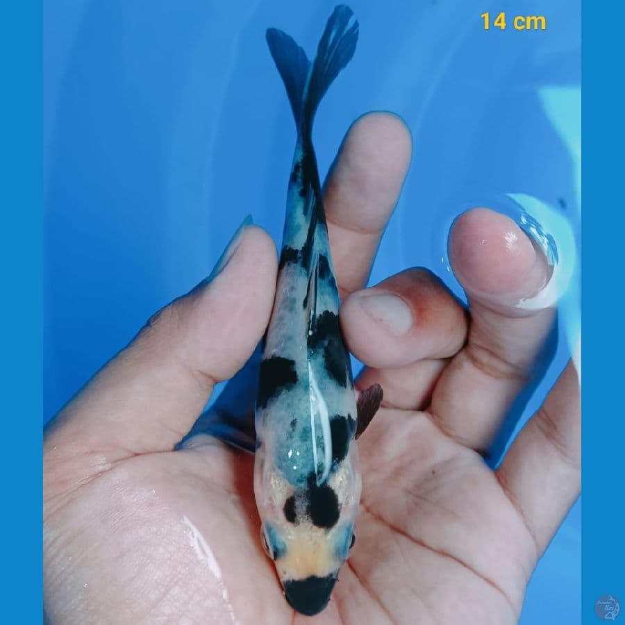 Minion shiro 14 cm