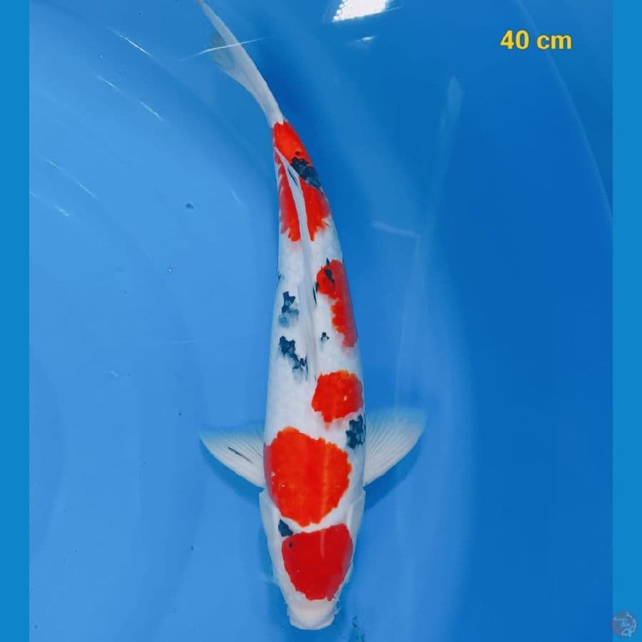 SQ sanke male 40 cm