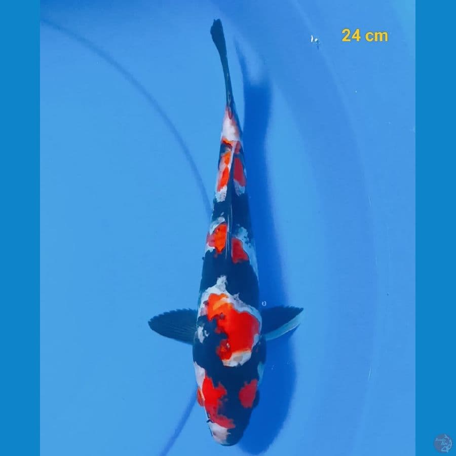 showa doit 24 cm