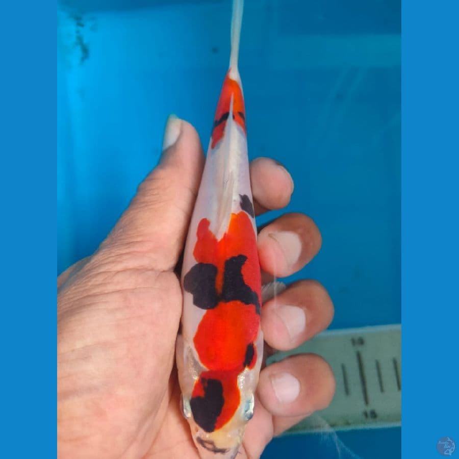Doitsu 15 cm™✓ .breeder Pumada Koi Farm™✓