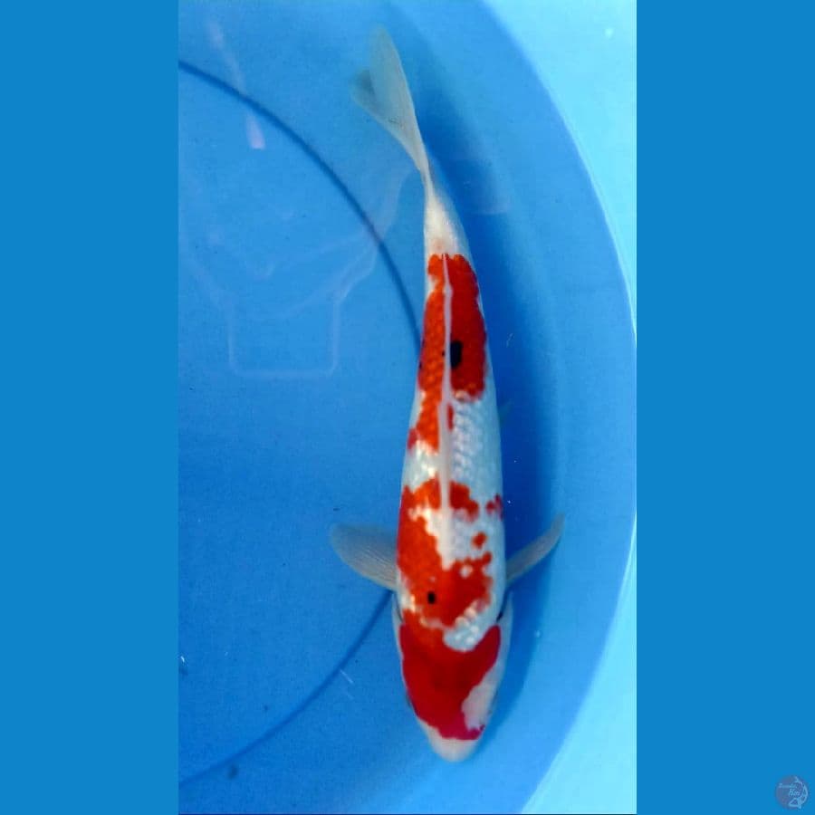 Showa Ginrin 32cm/Male
