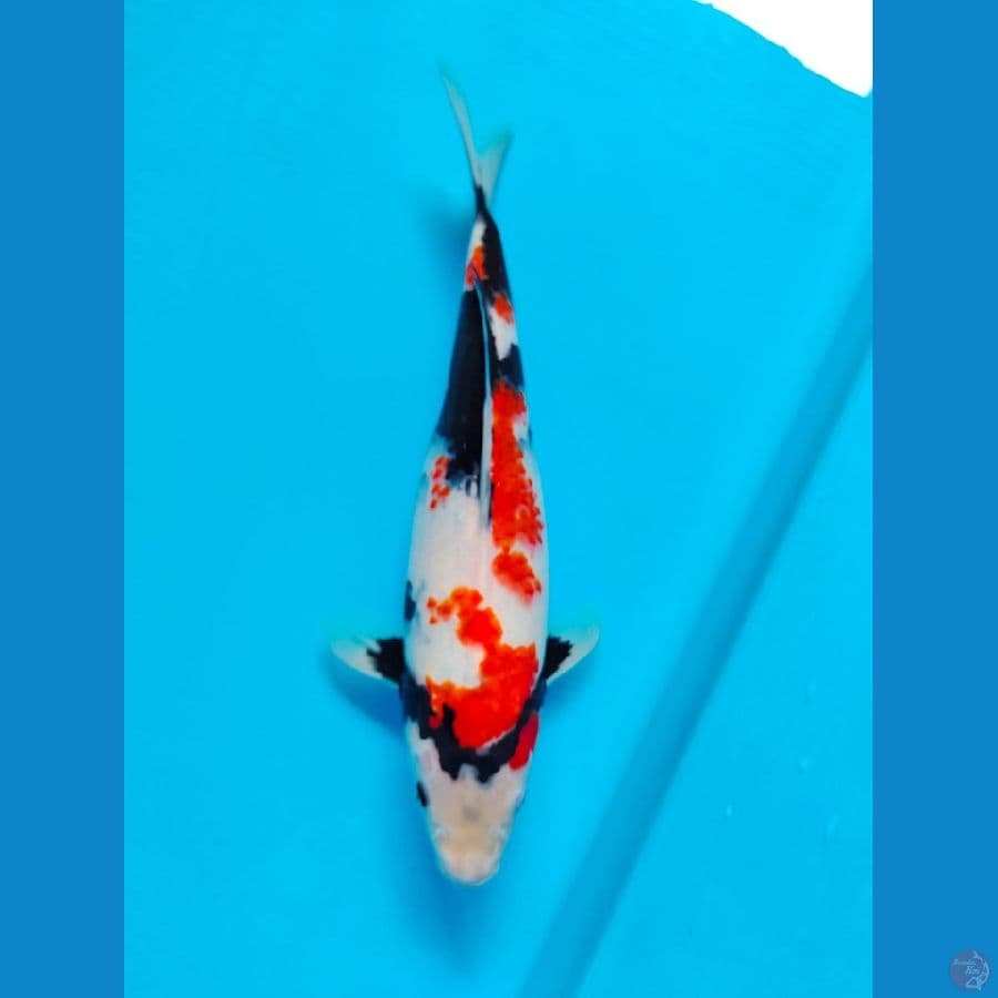 showa 31cm