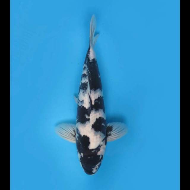 40cm Male - F1 Shiro Utsuri Jet Black