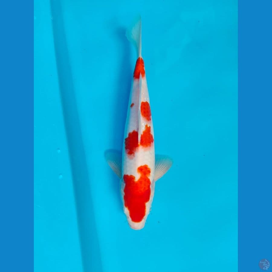 kohaku male 29cm