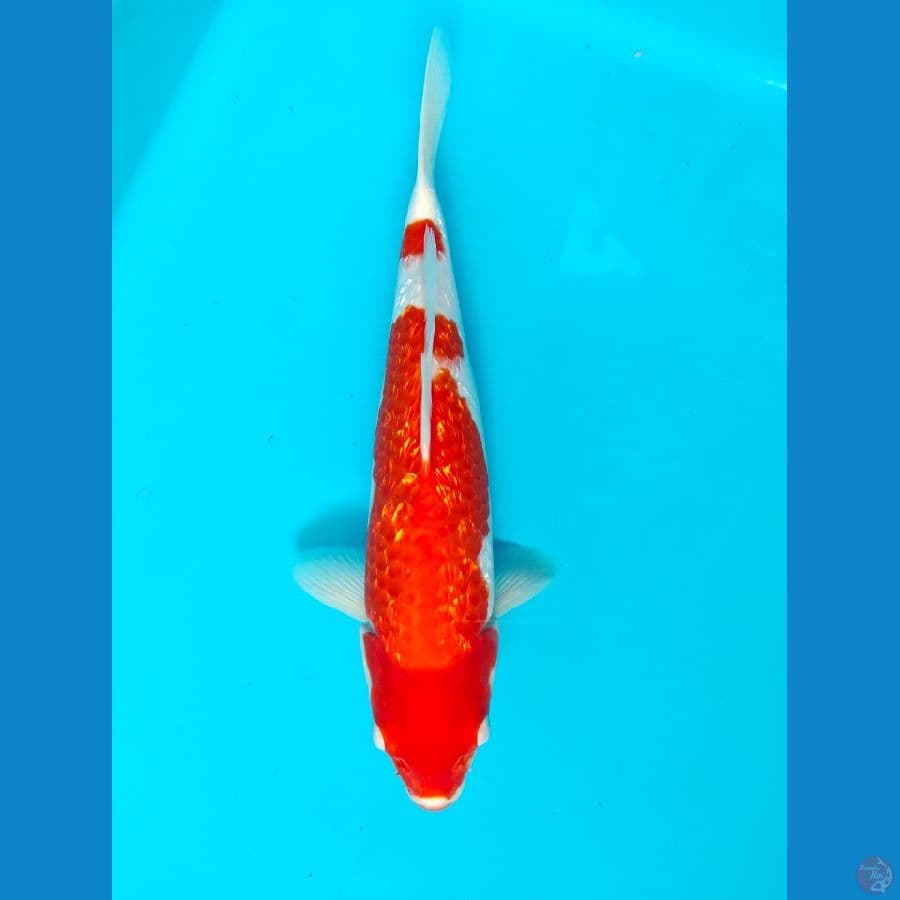 kohaku male 28cm