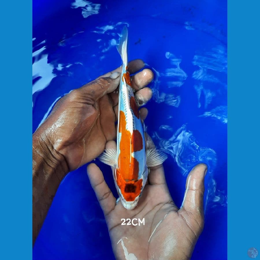 Kawari SQ 22CM