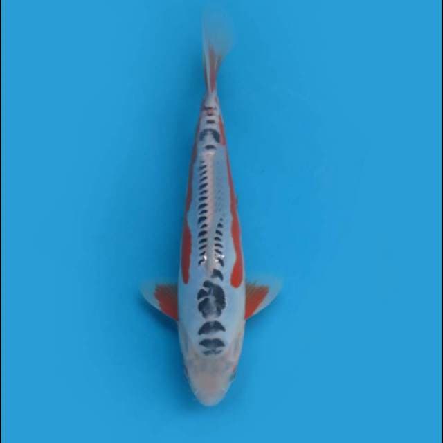 28cm Male - Shusui SQ Halus