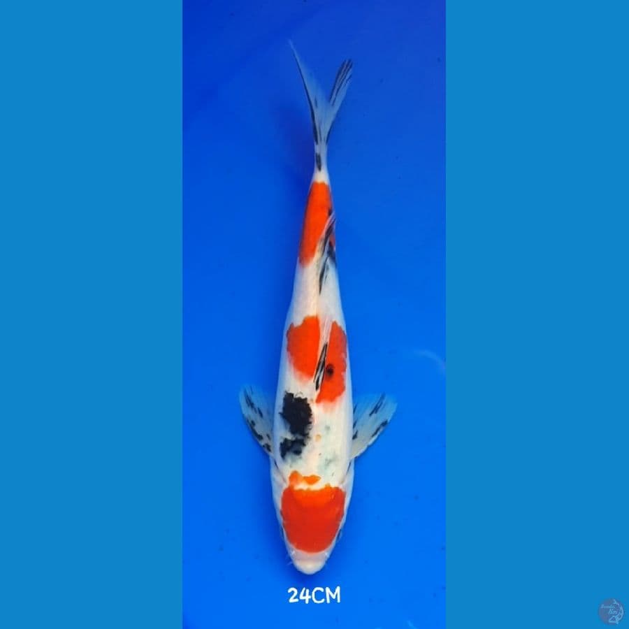 Maruten Sanke 24CM Original