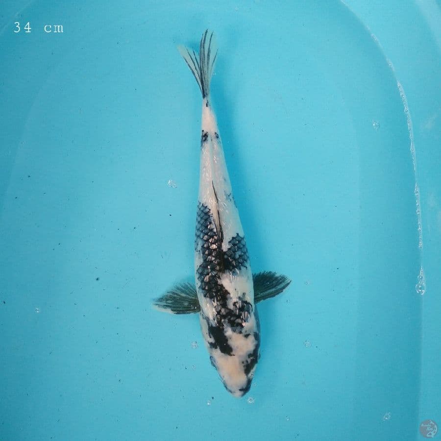 Shiro ginrin 34 cm