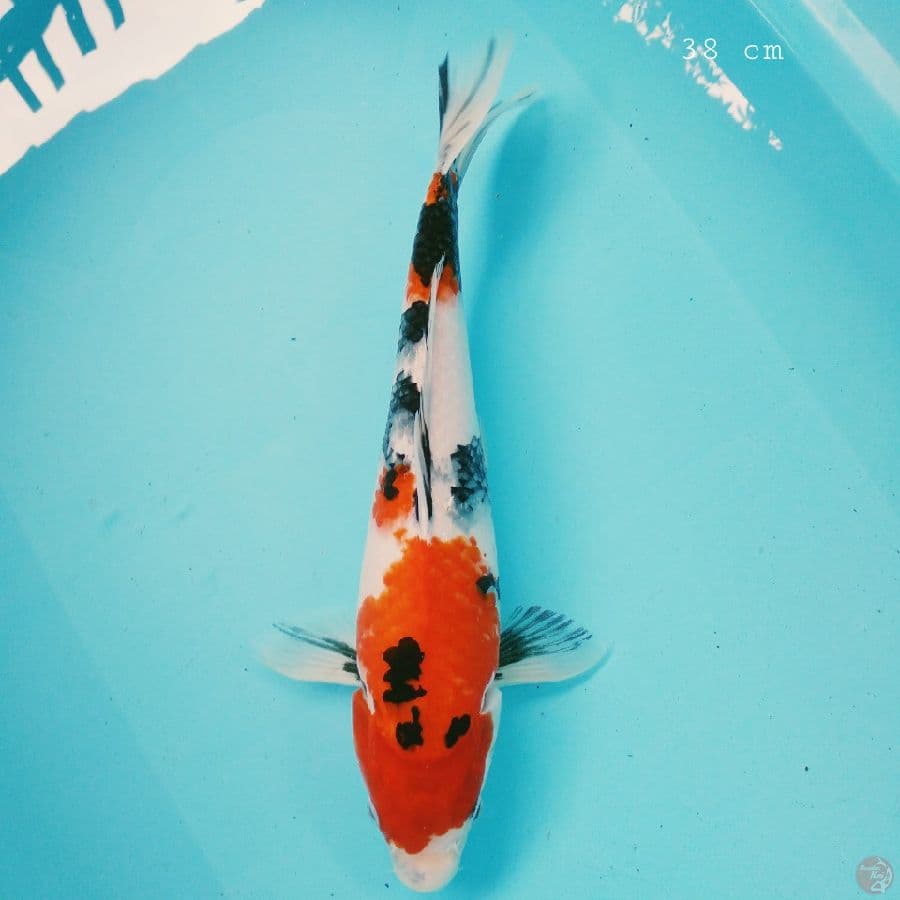 Showa 38 cm