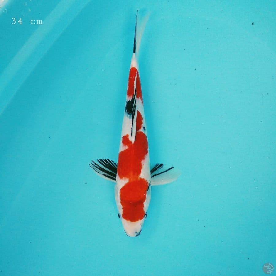 showa 34 cm