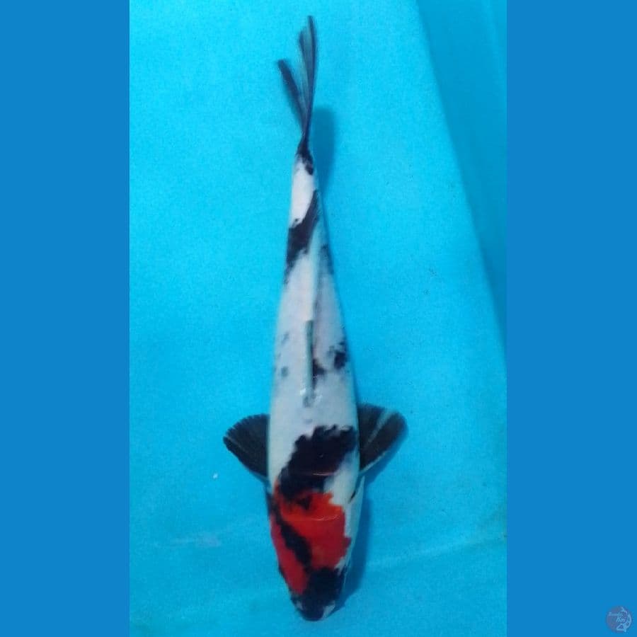 Tancho Showa 25cm/(Jenis Kelamin: tidak diketahui)