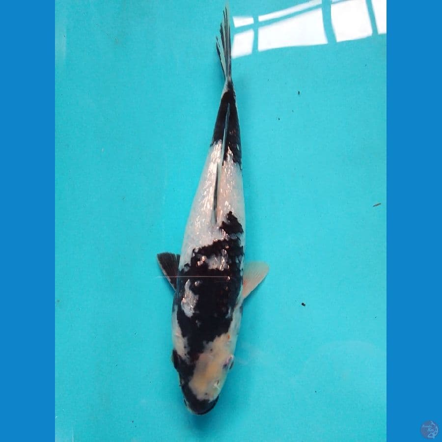 Shiro Ginrin 24cm/(Jenis Kelamin: unknown)