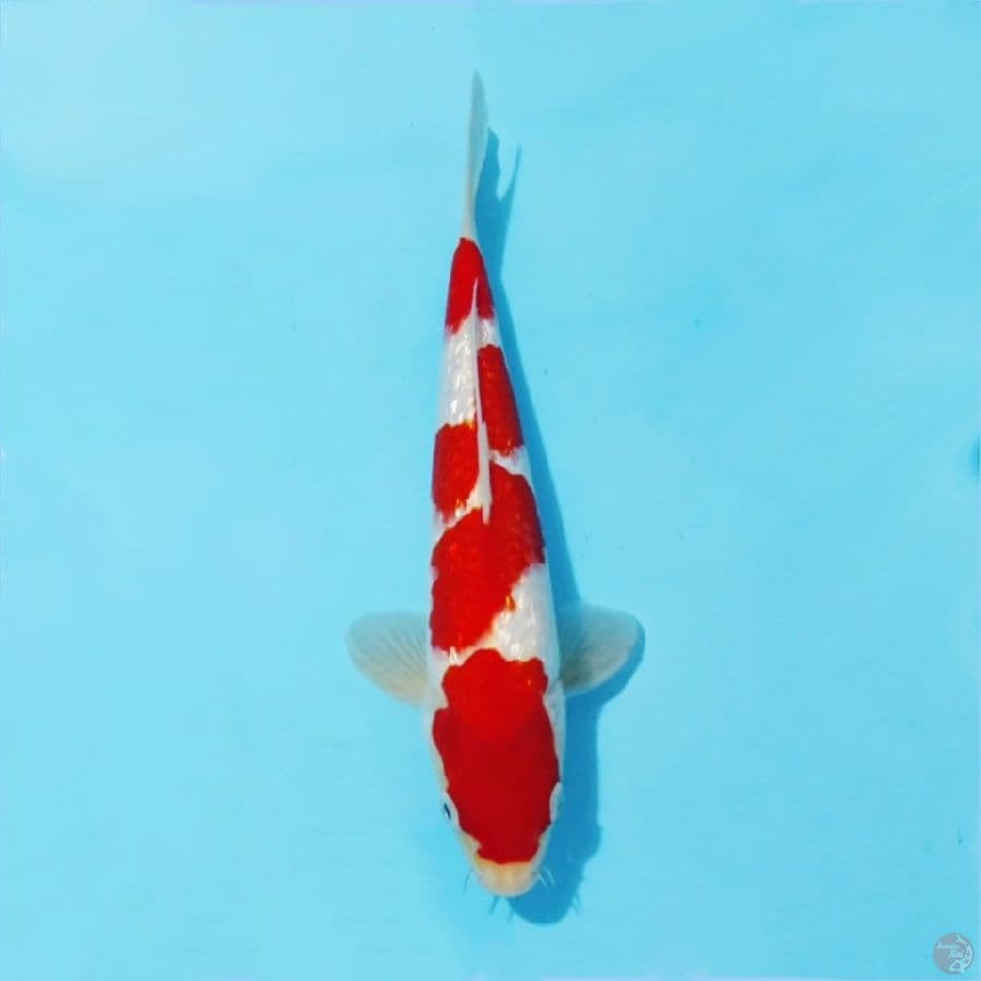٣ kohaku ginrin original size 25cm male