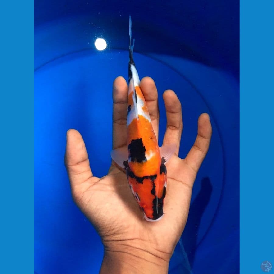 SHOWA TATEGOI 20 cm