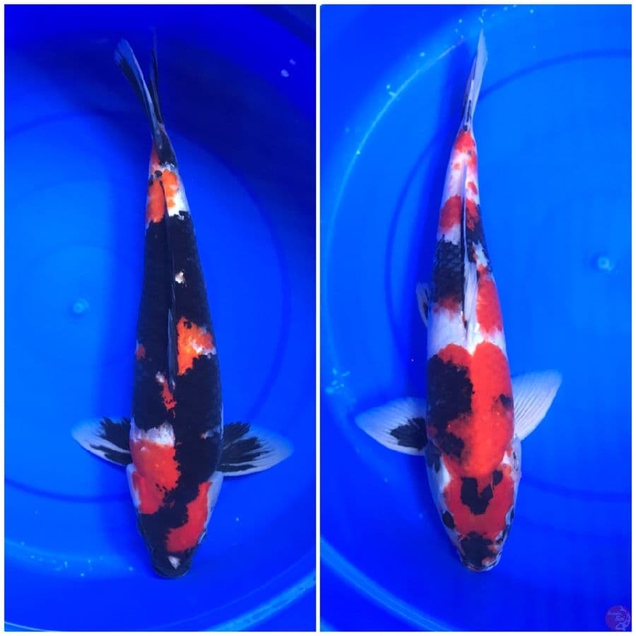 SHOWA 41-45cm Jantan