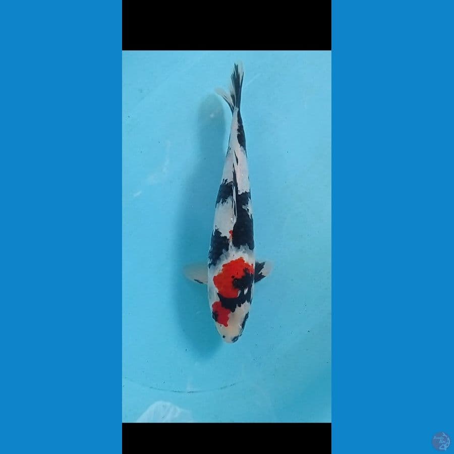 SHOWA SANSHOKU 30 CM