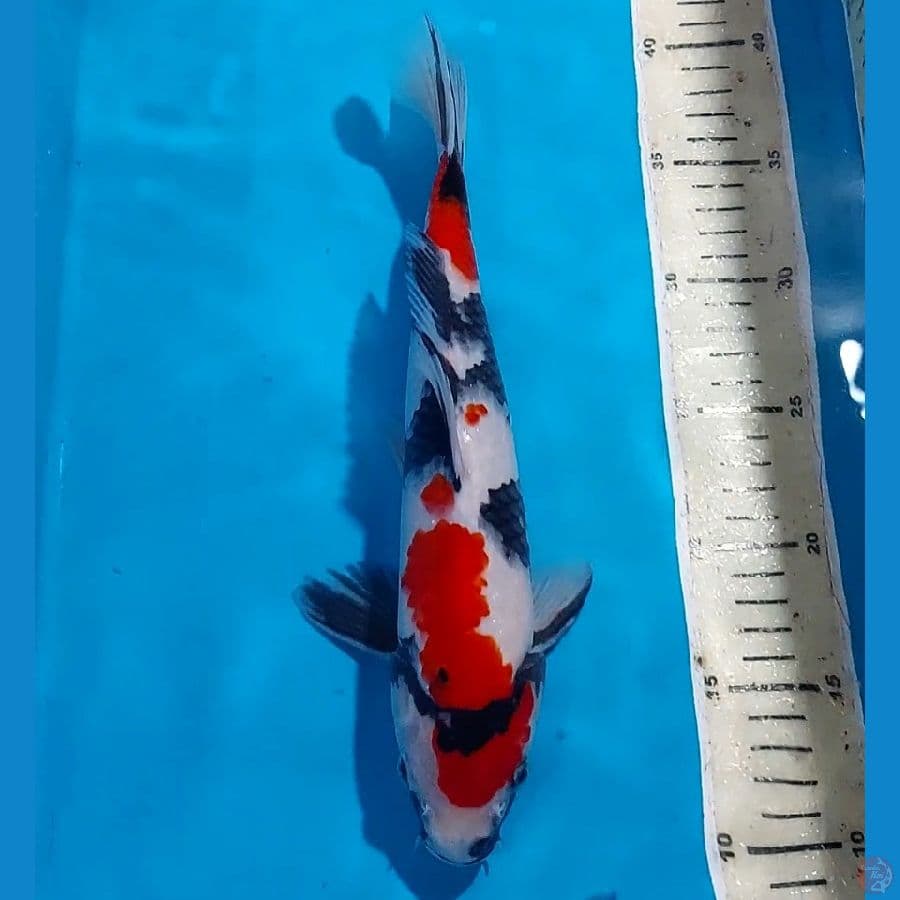 SHOWA STRONG 30 CM