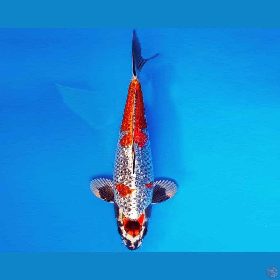 ASAHI LAVA 1 ~ BENI GINGA GIN RIN 37 cm/male ™