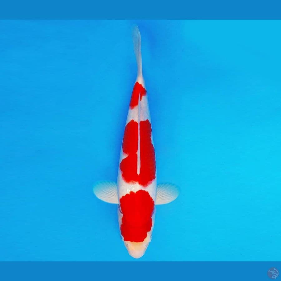 ASAHI LAVA 2 ~ KOHAKU 31 cm/male ™