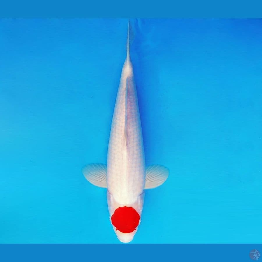 ASAHI LAVA 5 ~ ORI TANCHO 39 cm/fm ™