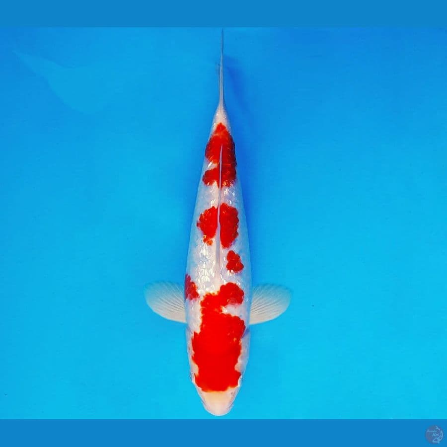 ASAHI LAVA 7 ~ KOHAKU GIN RIN 29 cm/male ™