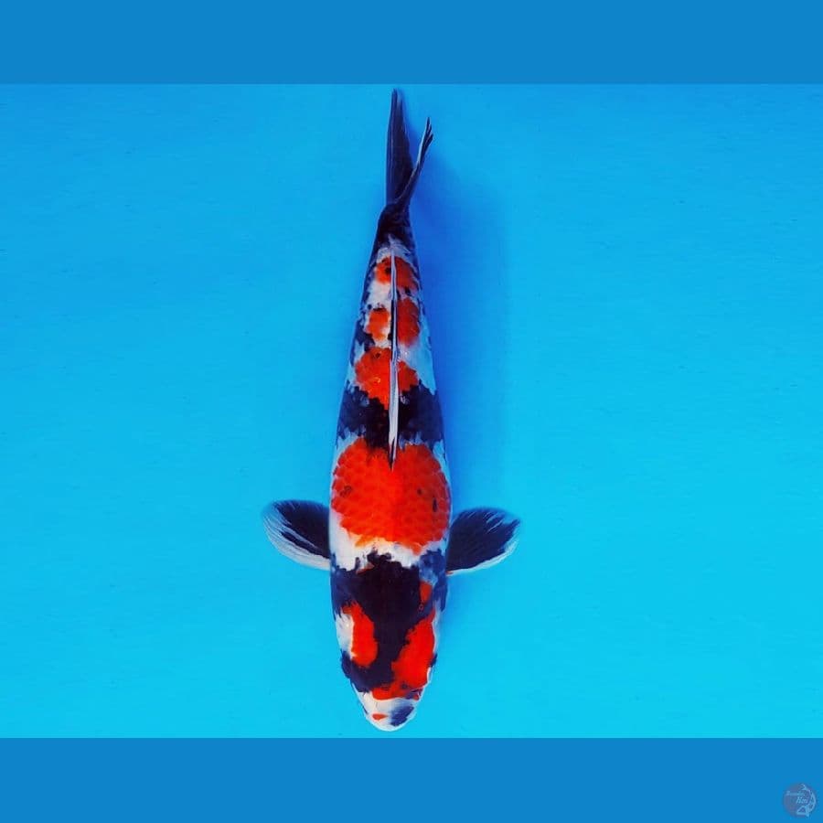 ASAHI LAVA 8 ~ SHOWA 30 cm/fm ™